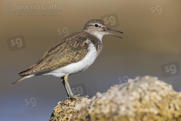 Common Sandpiper, side view of an adult standing on a rock