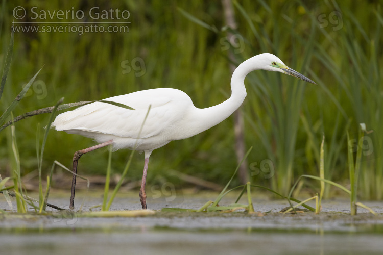 Great Egret