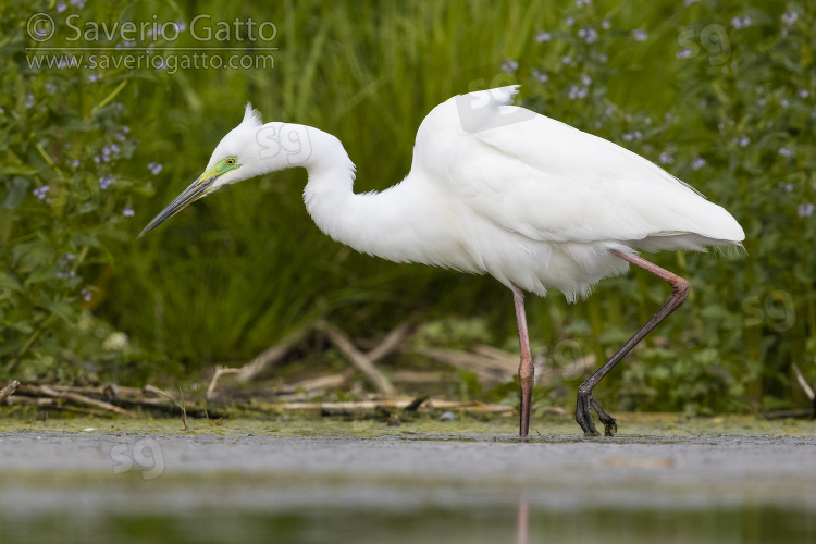 Great Egret, side view of an adult in breeding plumage walking in a pond