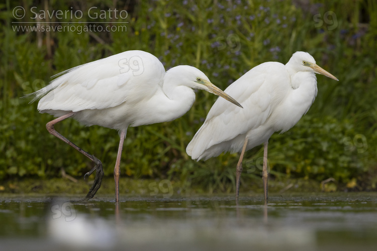 Great Egret, side view of two adults in a pond