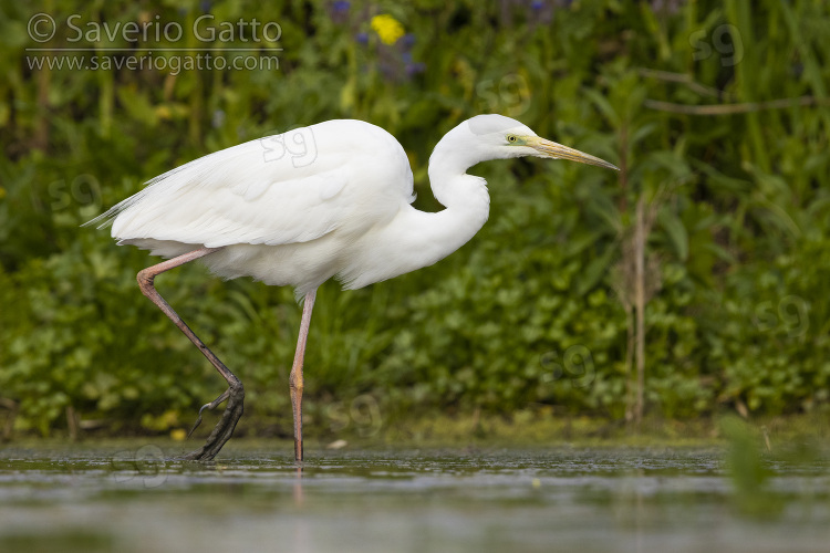 Great Egret, side view of an adult walking in a pond