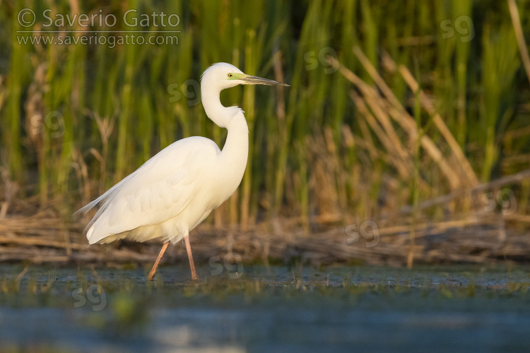 Great Egret, side view of an adult in breeding plumage walking in a pond