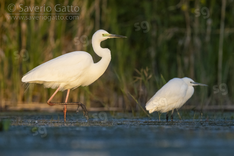 Great Egret