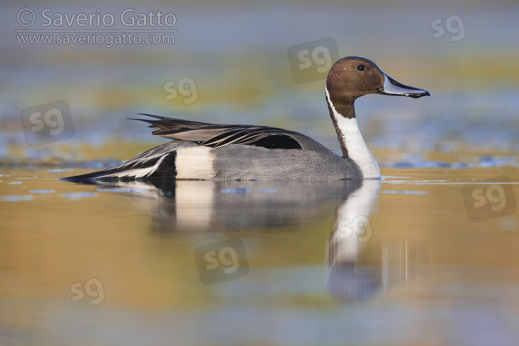 Northern Pintail, side view of an adult male in the water