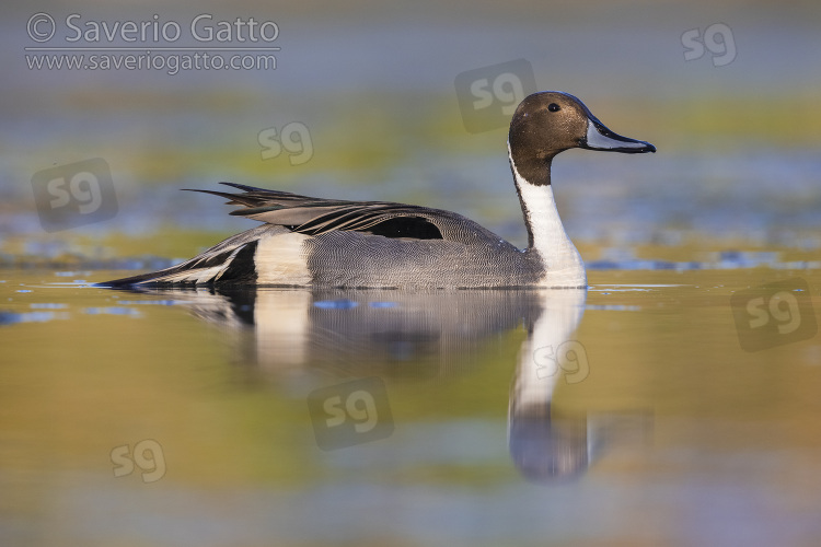 Northern Pintail, side view of an adult male in the water