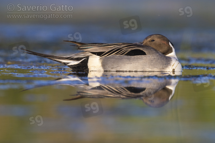 Northern Pintail, side view of an adult male resting in the water