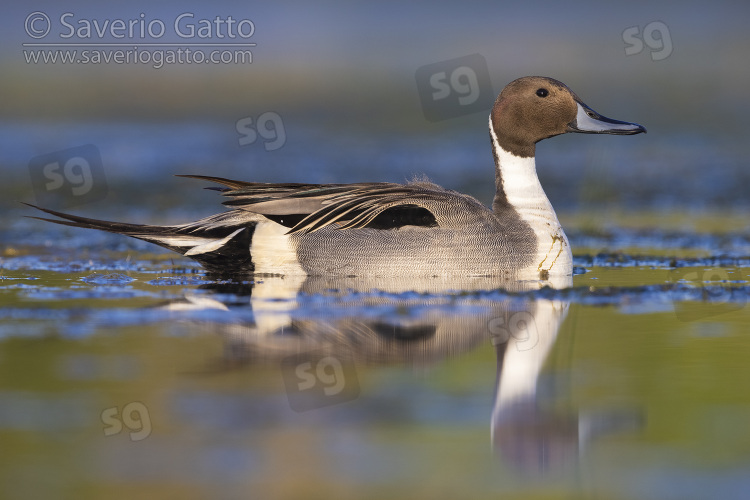 Northern Pintail, side view of an adult male in the water