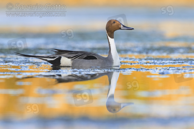 Northern Pintail, side view of an adult male in the water