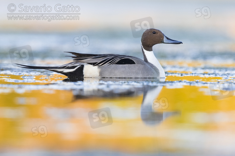 Northern Pintail