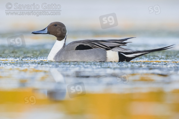 Northern Pintail, side view of an adult male in the water