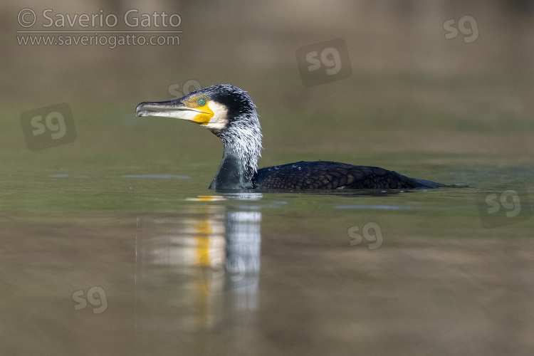 Great Cormorant, side view of an adult swimming in breeding plumage