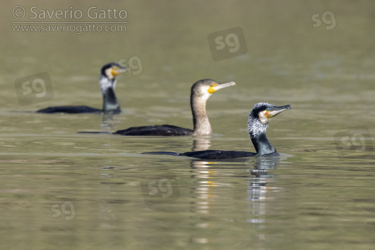 Great Cormorant, a small flock in the water