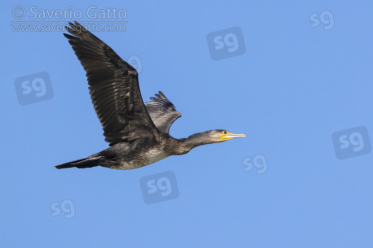 Great Cormorant, side view of an immature in flight