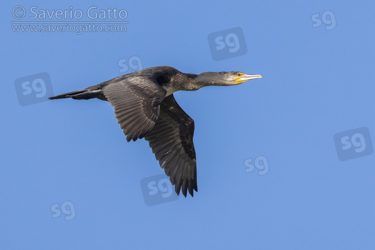 Great Cormorant, side view of an immature in flight