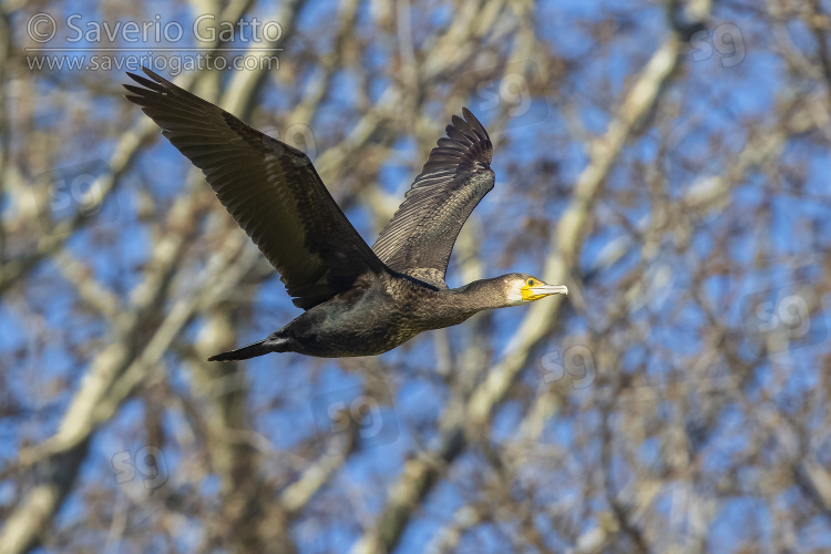Great Cormorant, side view of an immature in flight