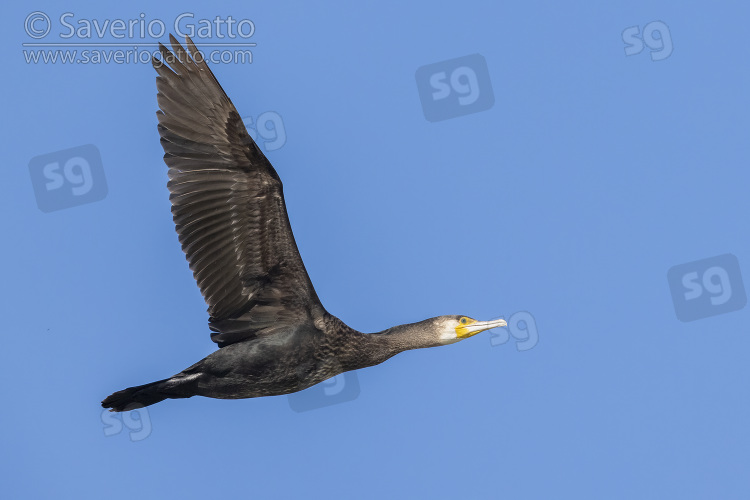 Great Cormorant, side view of an immature in flight