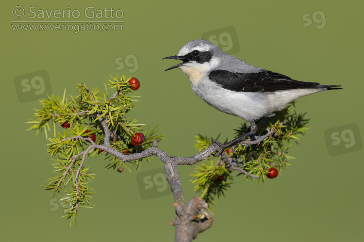 Northern Wheatear, side view of an adult male perched on a juniper branch