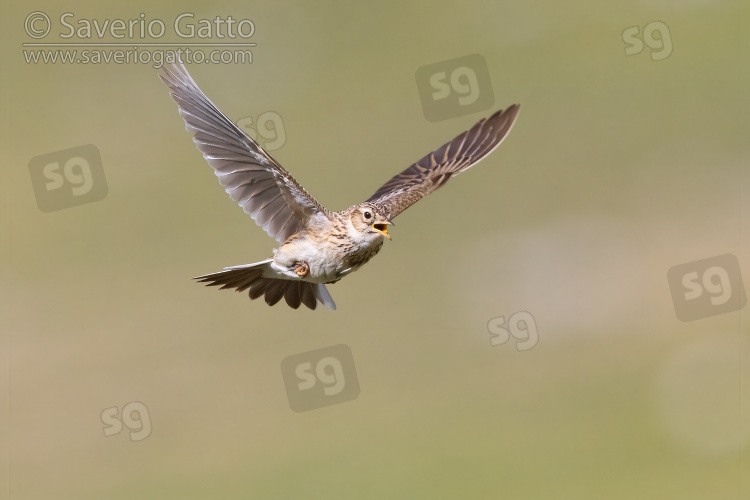 Allodola, adulto che canta in volo