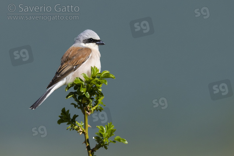 Red-backed Shrike, side view of an adult male perched on a dog rose