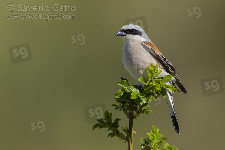 Red-backed Shrike