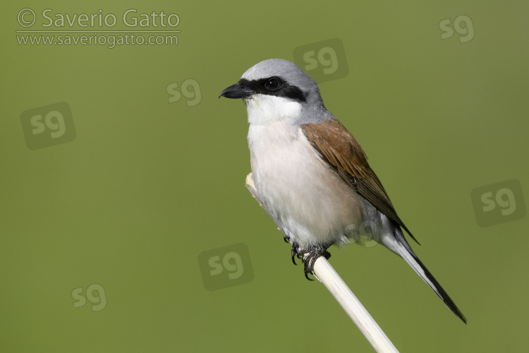 Red-backed Shrike