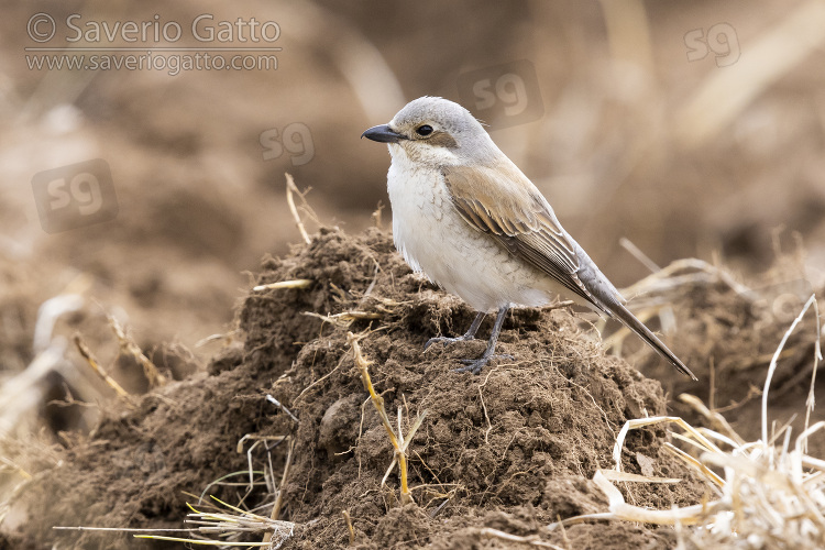 Red-backed Shrike