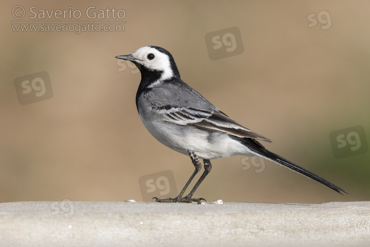 White Wagtail, side view of an adult male standing on a wall