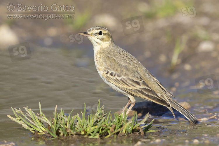 Tawny Pipit, side view of an adult in a puddle