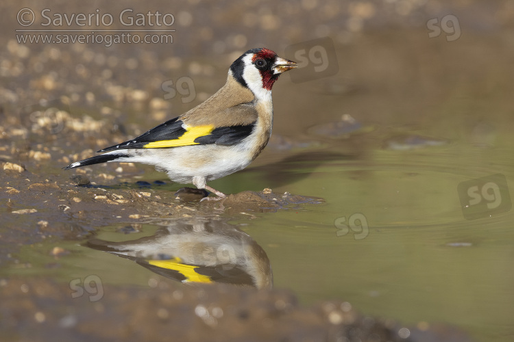 European Goldfinch, side view of an adult standing in a puddle