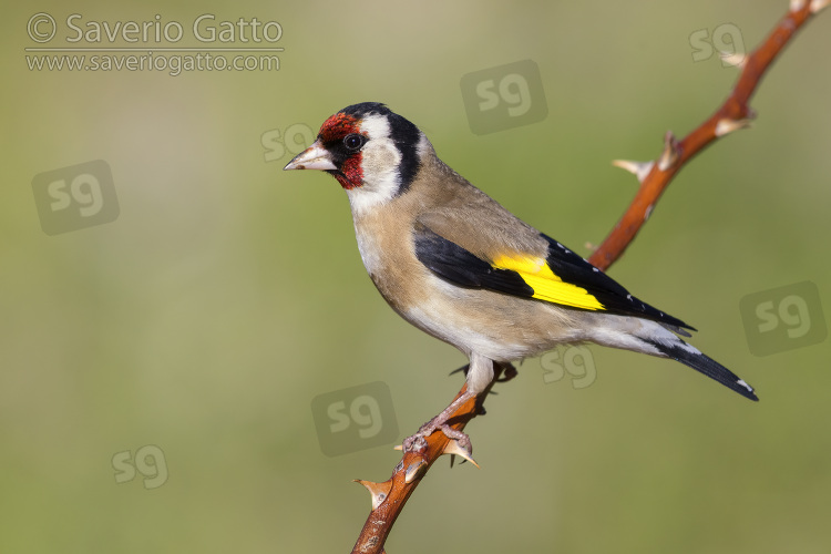 European Goldfinch, side view of an adult perched on a branch