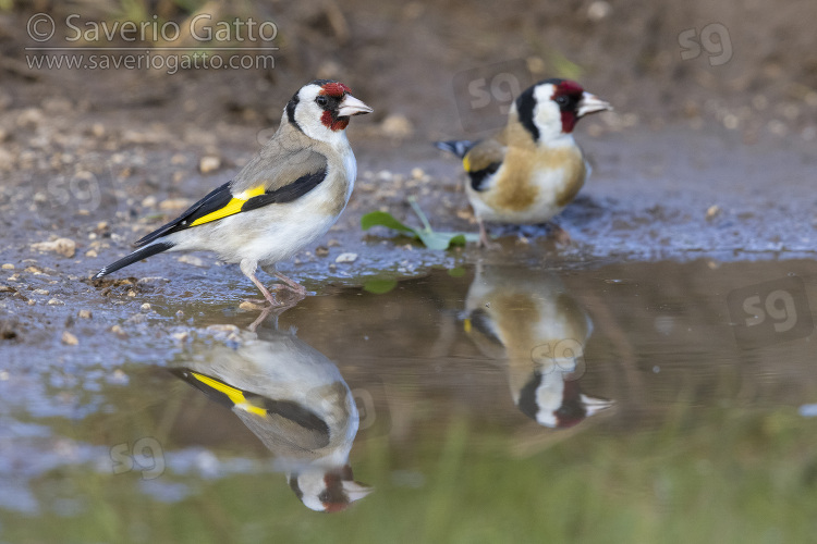 European Goldfinch