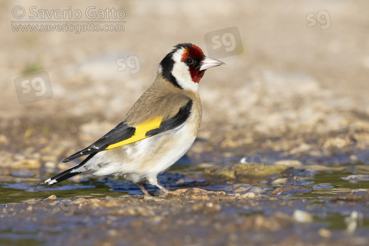 European Goldfinch, side view of an adult standing in a puddle