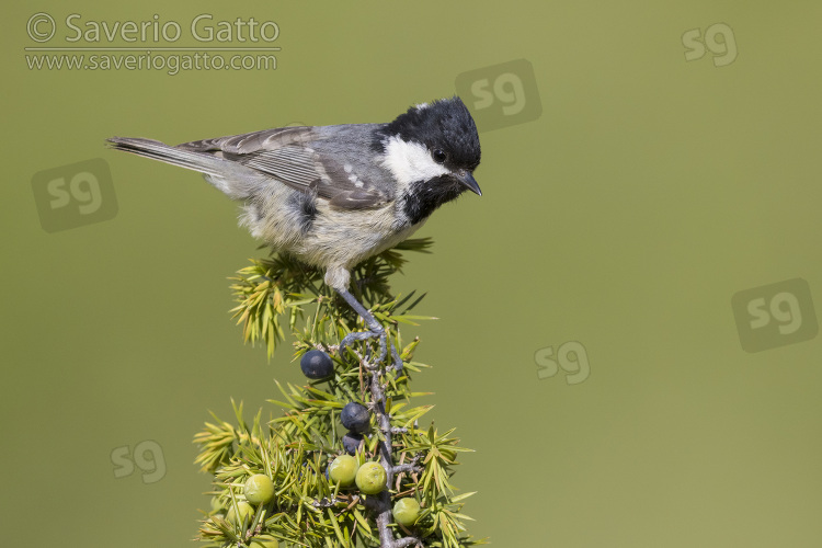 Coal Tit, side view of an adult perched on a juniper branch
