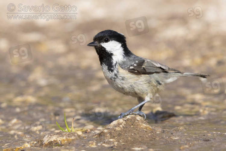 Marsh Tit, side view of an adult standing on the ground