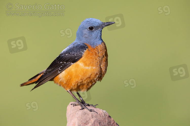 Common Rock Thrush, adult male standing on a rock