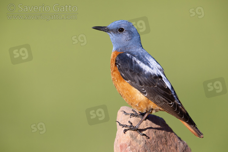 Common Rock Thrush, side view of an adult male standing on a rock