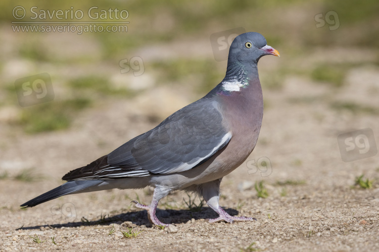 Common Wood Pigeon, side view of an adult standing on the ground