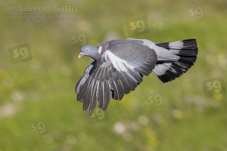 Common Wood Pigeon, side view of an adult in flight