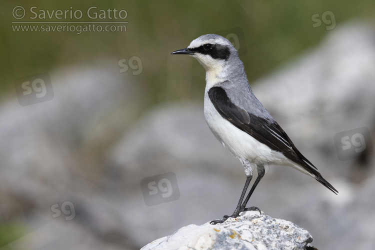 Northern Wheatear, side view of an adult male standing on a rock