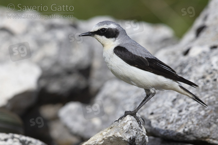 Northern Wheatear, side view of an adult male standing on a rock