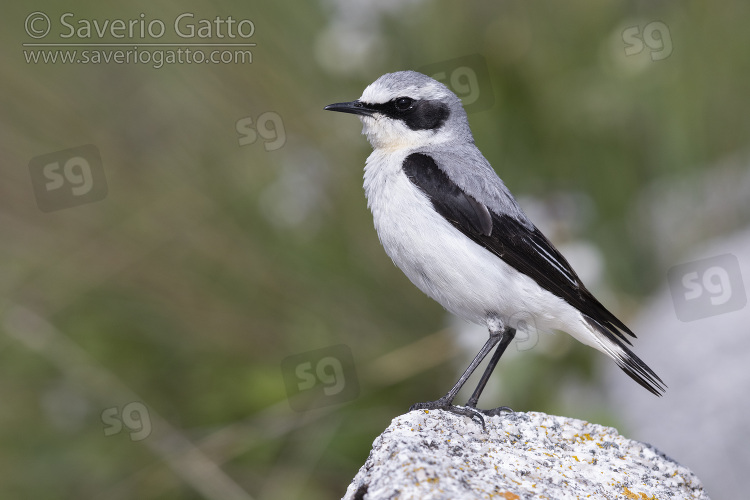 Northern Wheatear, side view of an adult male standing on a rock