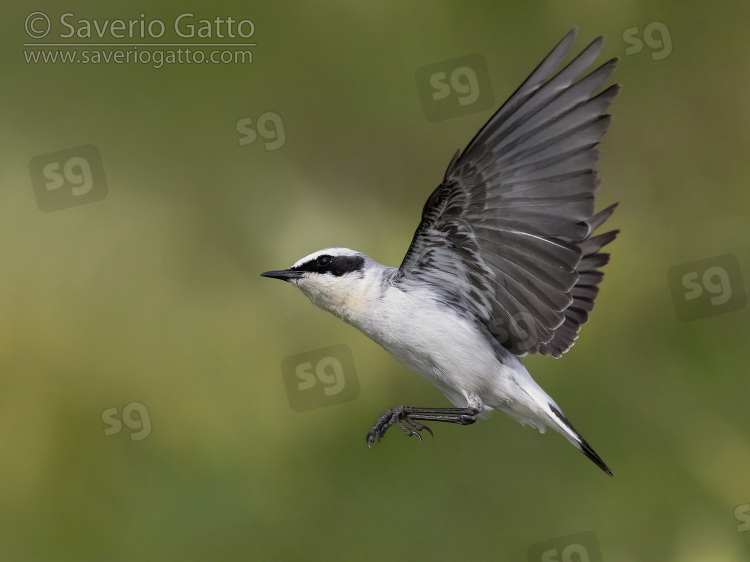 Northern Wheatear, side view of an adult male in flight