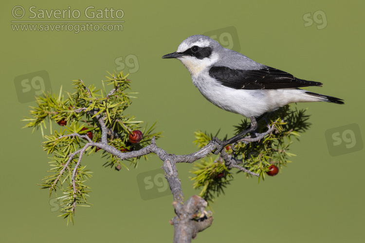 Northern Wheatear, side view of an adult male perched on a juniper branch