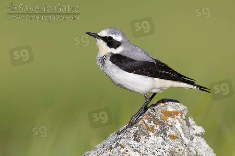 Northern Wheatear, side view of an adult male standing on a rock