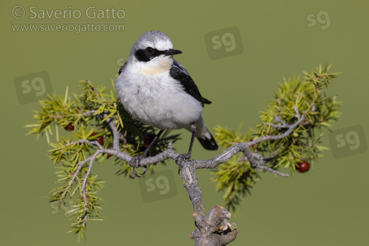 Northern Wheatear, side view of an adult male perched on a juniper branch