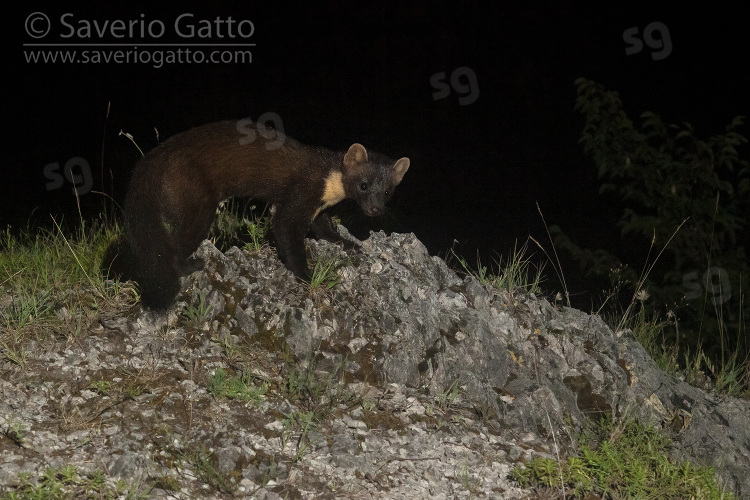 Pine Marten, adult walking on a rocky ground at nighttime