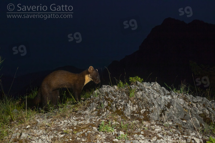 Pine Marten, adult walking on a rocky ground at nighttime