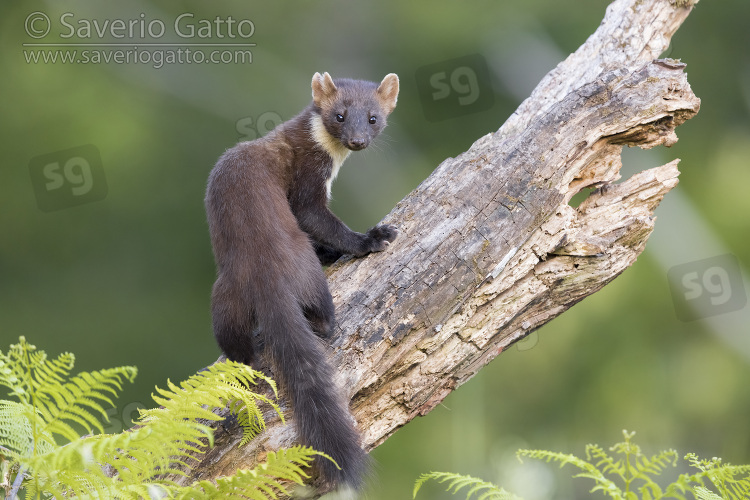 Pine Marten, adult sitting on an old trunk