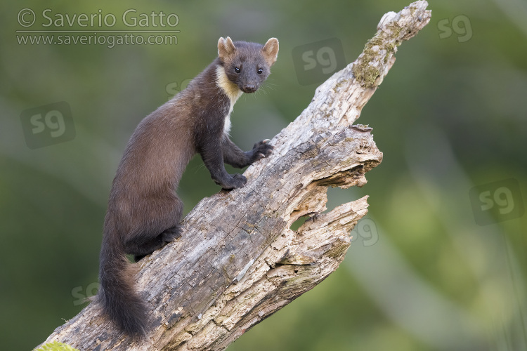 Pine Marten, adult climbing an old trunk