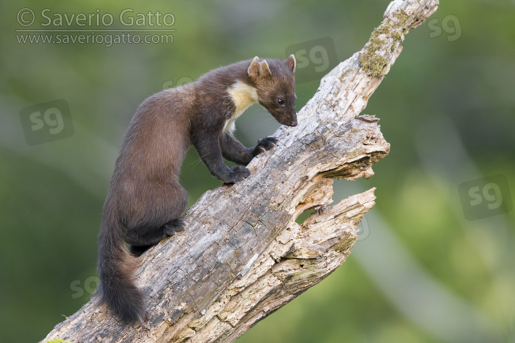 Pine Marten, adult climbing an old trunk